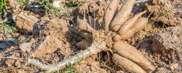 木薯可以吃的原因(木薯为什么不能多吃)