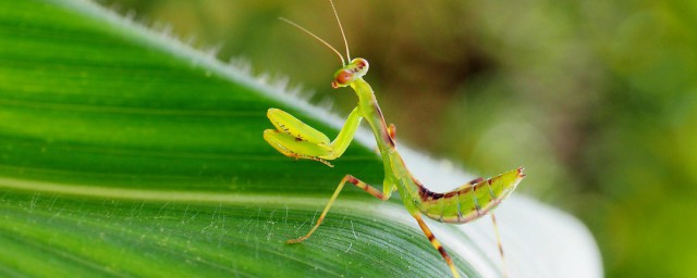 螳螂是否是益虫(请问螳螂是益虫吗)