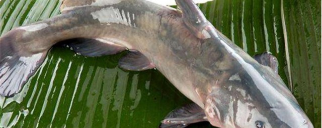 巴沙鱼是不是发物呢(巴沙鱼片是不是发物)