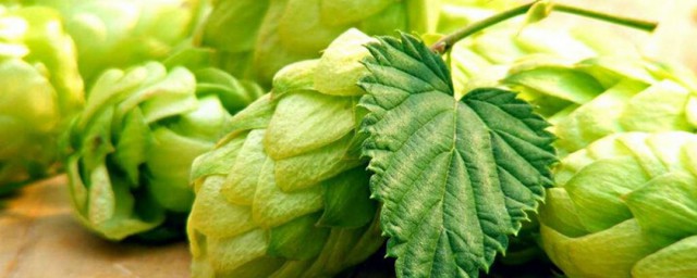 啤酒花是不是含酒精吗(啤酒含啤酒花吗)