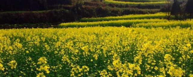 油菜花能不能吃(油菜花可以吃吃吗)