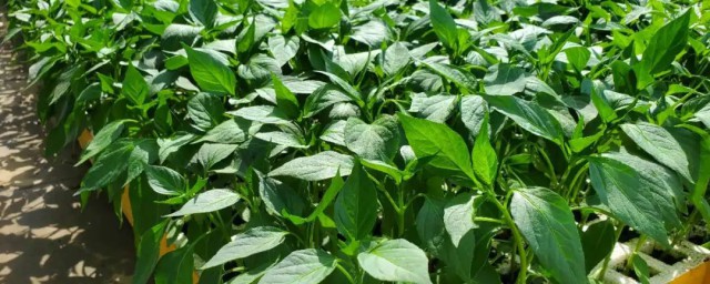 辣椒苗多久移植呢(辣椒苗从出苗到移植需要几天)