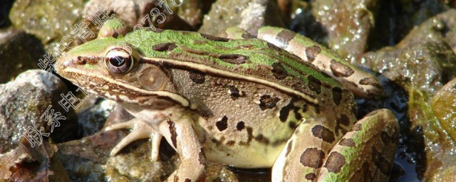 青蛙是不是保护动物(青蛙是保护动物吗)