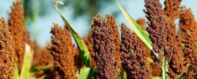 菽什么作物(菽指的是什么类作物)