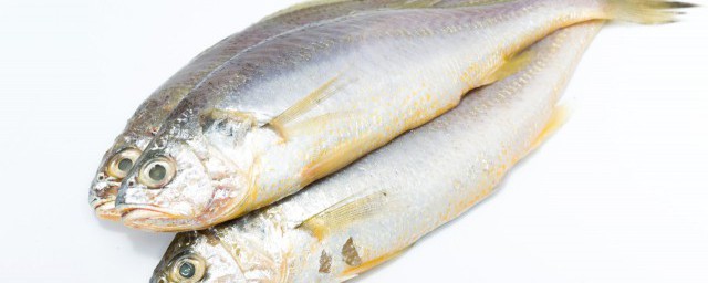 关于海鲈鱼的介绍(海鲈是海鱼)