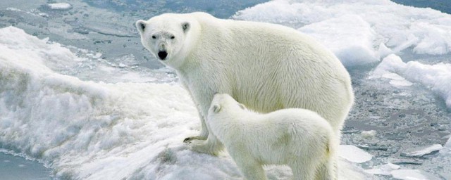 南极有没有熊呢(南极有没有狗熊)