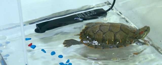 乌龟在鱼缸里会不会淹死(乌龟在水缸里会淹死吗)