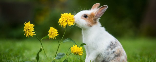 兔子会不会冬眠(兔子会不会冬眠呀)