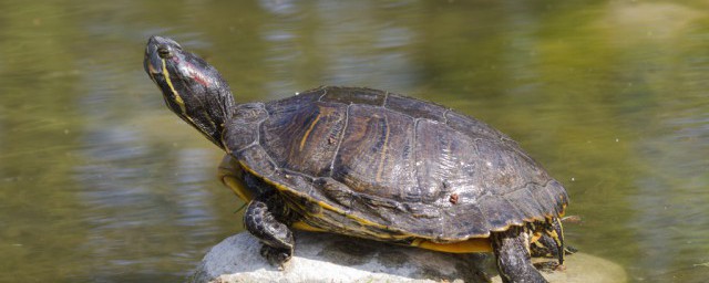 白化草龟的发病原因(白化龟是病吗)