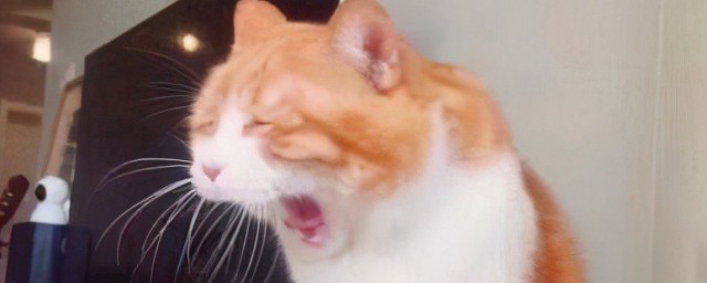 早起傻一天后面那句话是什么(早起傻一天是谁说的)