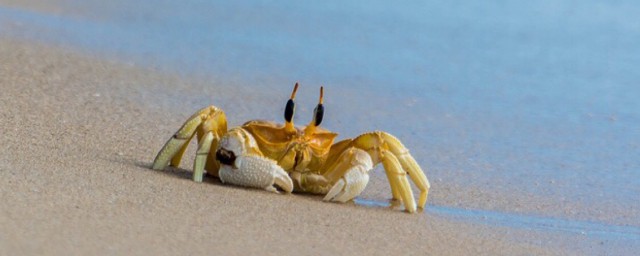 小螃蟹吃不吃米饭(小螃蟹能吃饭吗)