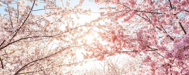 樱花树是结樱桃吗(樱花树是结樱桃的树吗)