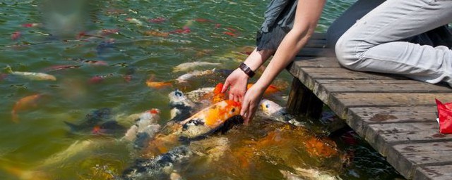 对放生的一句话感言(关于放生的感悟说说)