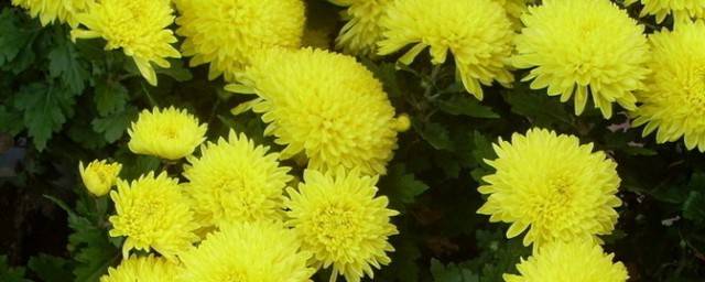 菊花象征意义简单介绍(菊花的意象及其象征意义)