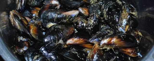 海虹做法大全(海虹有几种做法怎么做好吃)