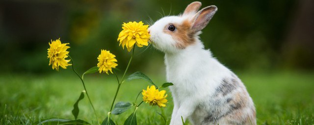 什么动物三瓣嘴(哪些动物三瓣嘴)