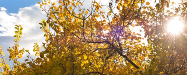 裸子植物的介绍(裸子植物的有哪些)