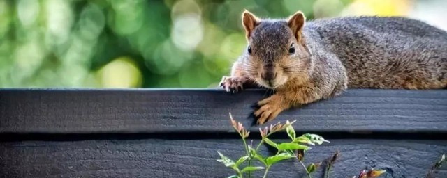 树栖是什么意思(树栖是什么意思组词)