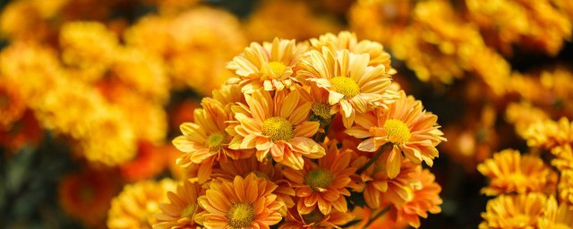 扫墓9朵菊花代表的含义(扫墓菊花一般多少朵)