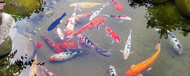 鱼烂尾巴能不能放盐(凤尾鱼尾巴烂了放食盐)