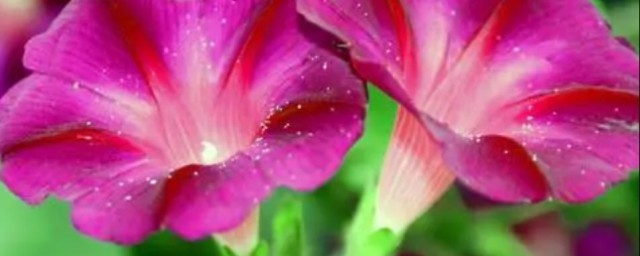 牵牛花是喇叭花吗(牵牛花和喇叭花是一种花吗)