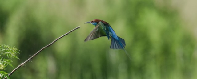 锋芒毕露词语解析(锋芒毕露的词意)