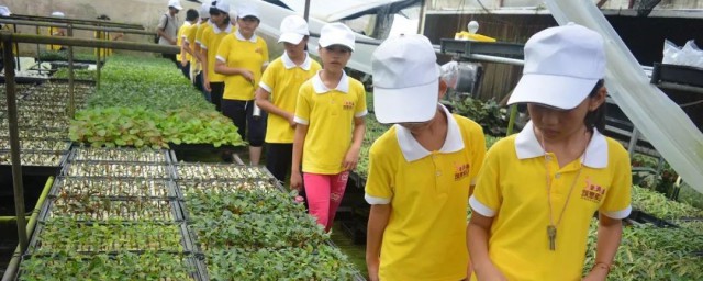 垄作法介绍(垄作法作用)