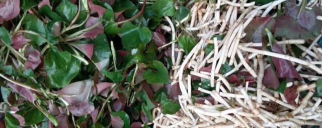 折耳根和鱼腥草是否相同(折耳根和鱼腥草是一样吗)