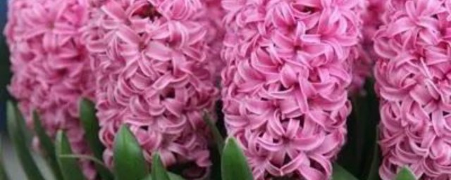 洋葱会不会开花(洋葱会开花吗有没有含义)