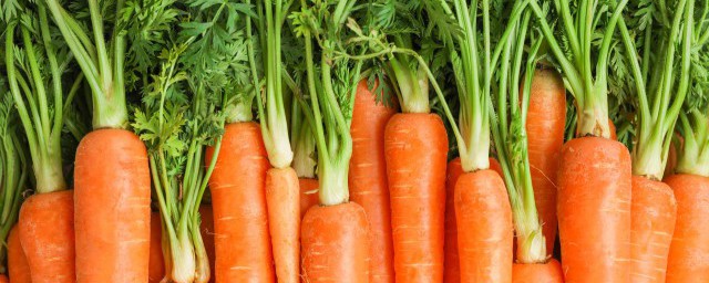 能不能吃发芽的红萝卜(红萝卜发芽还能不能吃)