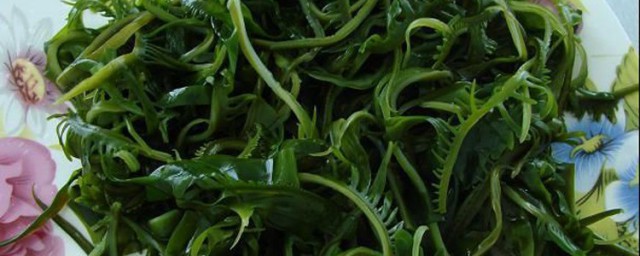 海芥菜生的如何储存(海带怎么储存)