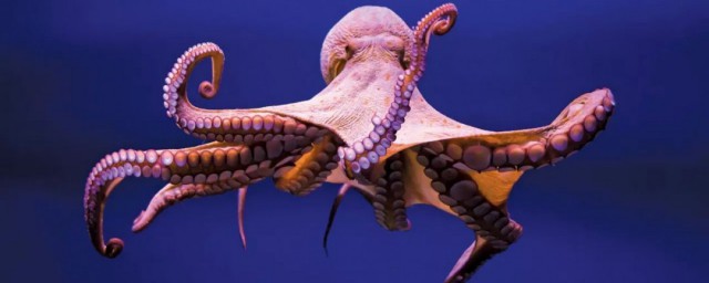 世界上最大的章鱼是什么(世界上最大的章鱼是什么的短视频)