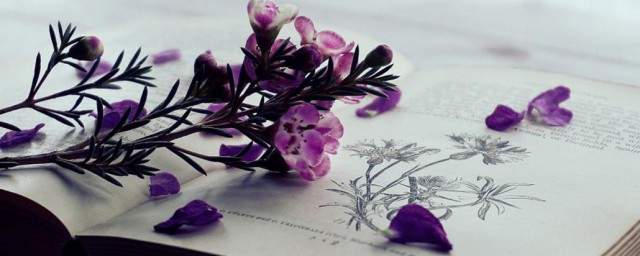 谁是秋思的作者(秋思作者在哪里写的)