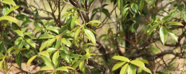 桂花树如何扦插(桂花树如何扦插容易成活)