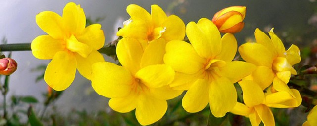 迎春花开花香吗(什么迎春开花有香味)