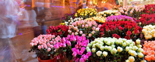 满天星具体什么时候开花(满天星什么时候会开花)