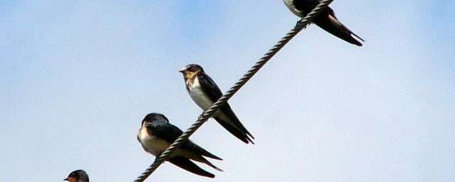 燕子冬天会去在哪里(燕子冬天去在哪里过冬)