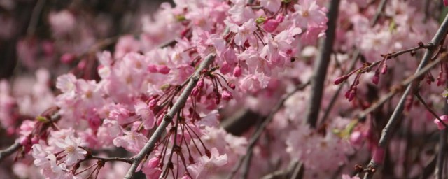 落英缤纷的意思(花草鲜美落英缤纷的意思)