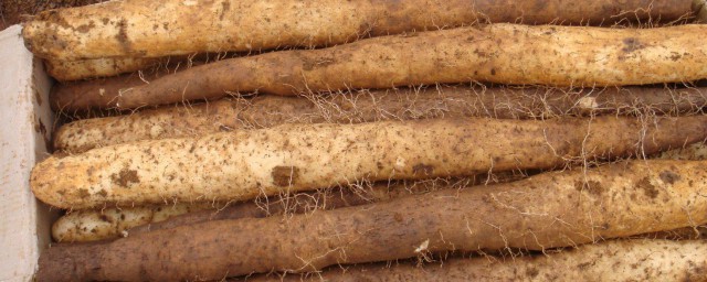 山药是什么(山药是什么属性的食物)