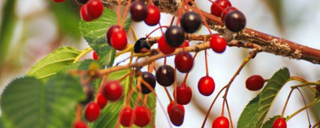 樱花的果实不是樱桃(樱花的果实是什么)