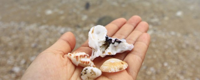 贝壳类属于干垃圾吗(贝壳类属于什么垃圾)