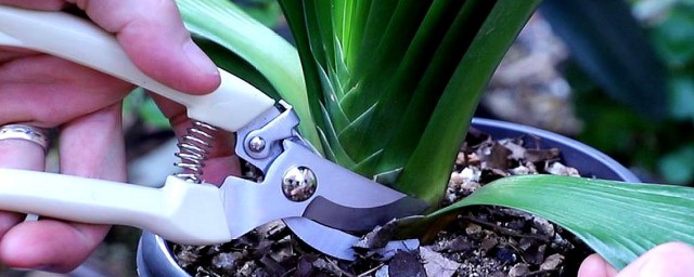 种君子兰用哪种土种植好(种君子兰用什么土最好)