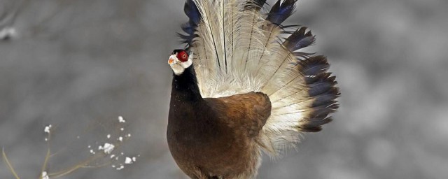 鸡是不是属于鸟类(鸡属于鸟类动物吗)