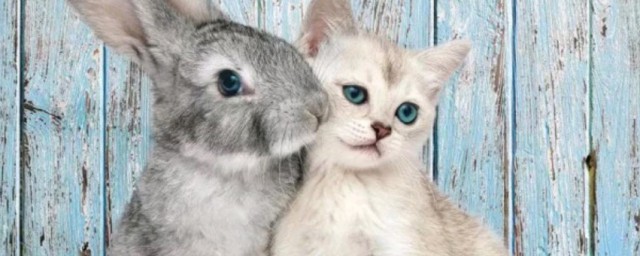猫会吃兔子吗(家猫会吃兔子吗)
