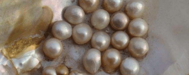 把珍珠取出来蚌会不会死(河蚌取出珍珠后会死吗)