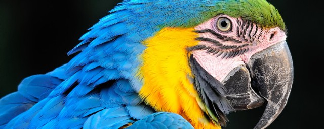 鹦鹉的介绍(玄凤鹦鹉的介绍)