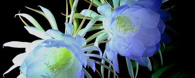 昙花如何养殖(昙花如何养殖茂盛?)