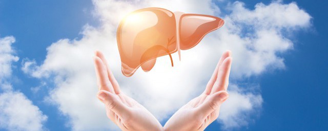 人的肝脏有什么作用(人的肝脏的作用)