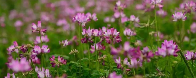 紫云英怎么才能更灿烂