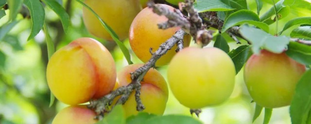 李子病虫害怎么办(李子常见病病虫害的防治)